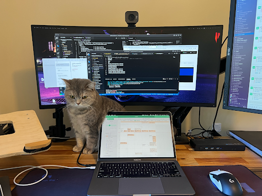 A cat standing on Jings desk with monotors